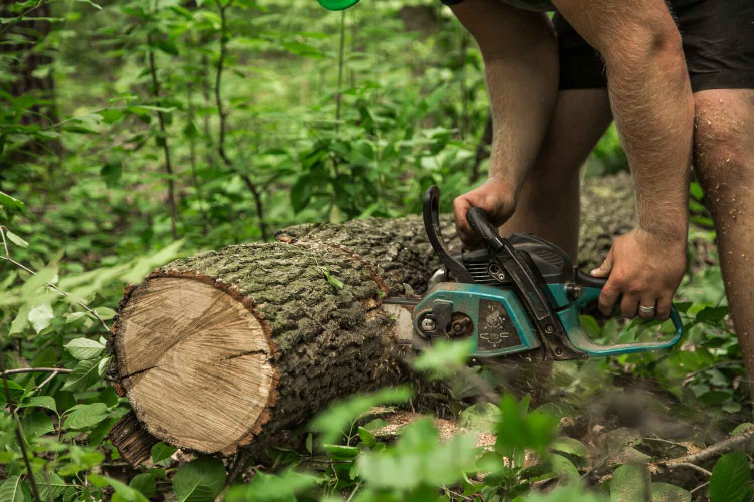 The Steps Involved in Our Tree Care Process in Parowan, UT